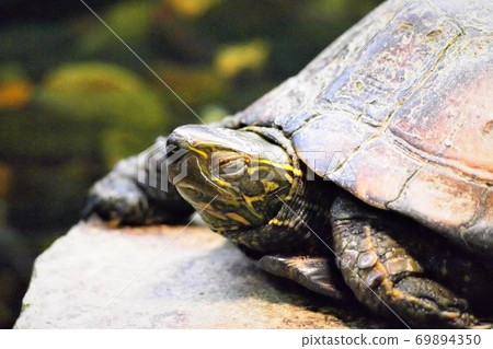 Stone turtle 69894350