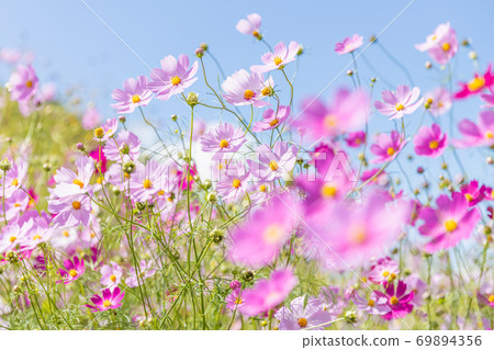 藍天和宇宙/秋天的櫻花_2 69894356