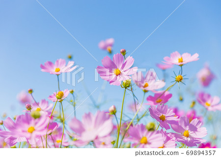 晴朗的天空和波斯菊/秋天的櫻花 晴朗的天空和波斯菊/秋天的櫻花 69894357