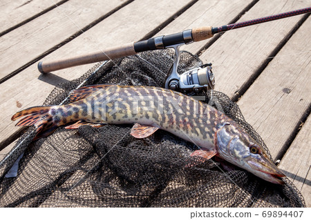 Trophy fishing. Big freshwater pike and fishing equipment lies on black fishing net.. Trophy fishing. Big freshwater pike and fishing equipment lies on black fishing net.. 69894407
