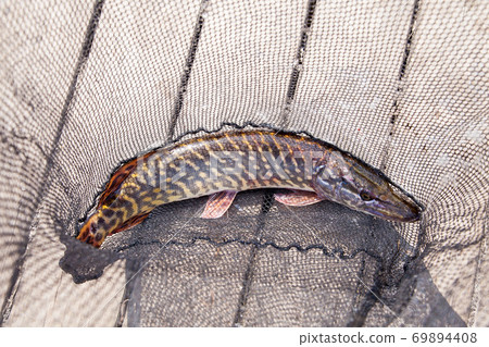 Trophy fishing. Big freshwater pike lies on black fishing net. Trophy fishing. Big freshwater pike lies on black fishing net. 69894408
