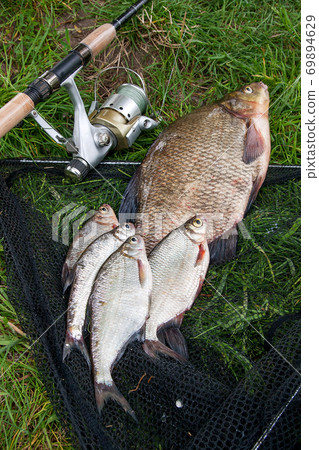 Big freshwater common bream and white bream or silver bream fish with fishing rod with reel on natural background.. Big freshwater common bream and white bream or silver bream fish with fishing rod with reel on natural background.. 69894629