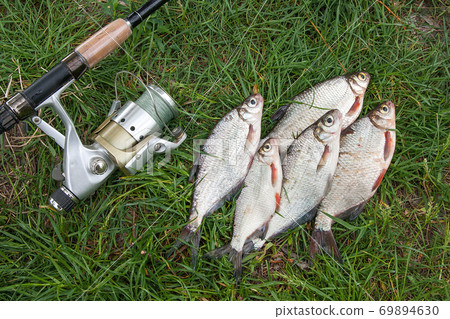 Pile of the white bream or silver fish and white-eye bream on the natural background. . Pile of the white bream or silver fish and white-eye bream on the natural background. . 69894630
