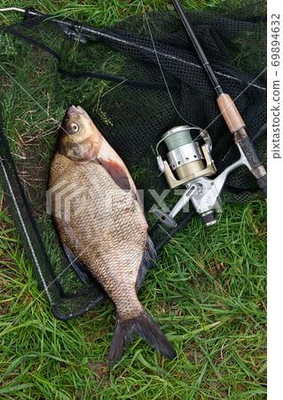 Single freshwater fish common bream and fishing rod with reel on natural background.. Single freshwater fish common bream and fishing rod with reel on natural background.. 69894632