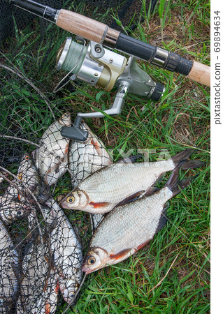 Black fishing net with catched freshwater fish and two white bream or silver fish on green grass. Fishing rod with reel and freshwater fish on natural background. Black fishing net with catched freshwater fish and two white bream or silver fish on green grass. Fishing rod with reel and freshwater fish on natural background. 69894634