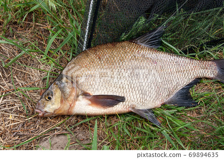 Single freshwater fish common bream on black fishing net.. 69894635