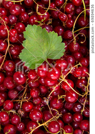 Red currant berry as background.. Red currant berry as background.. 69894636