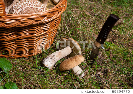Several Porcini mushrooms (Boletus edulis, cep, penny bun, porcino or king bolete) with knife and wicker basket on natural background.. 69894770