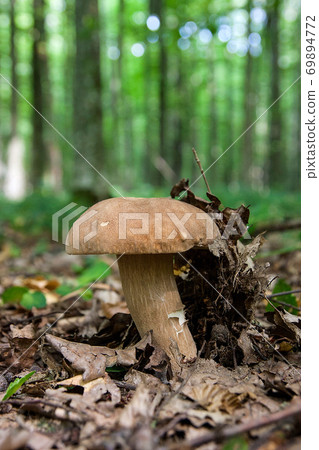 Porcini mushroom grows on the forest floor at autumn season.. 69894772
