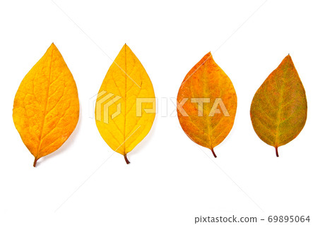 Assort of different autumn leaves isolated on white background. With clipping path. Assort of different autumn leaves isolated on white background. With clipping path. 69895064
