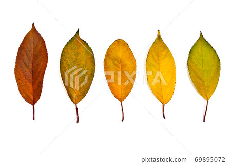 Collection autumn leaves of cherry tree isolated on white. With clipping path. Collection autumn leaves of cherry tree isolated on white. With clipping path. 69895072