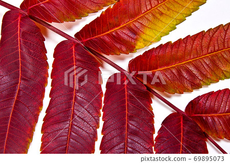 Close up view of autumn red leaf on white background Close up view of autumn red leaf on white background 69895073