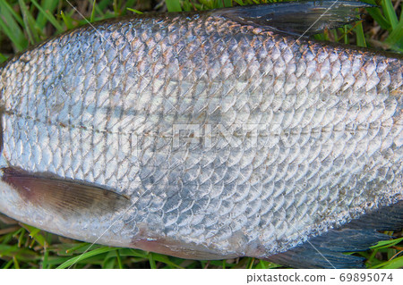 Close up view of common bream fish or silver bream just taken from the water. Common bream fish or silver bream scales as natural background. Close up view of common bream fish or silver bream just taken from the water. Common bream fish or silver bream scales as natural background. 69895074