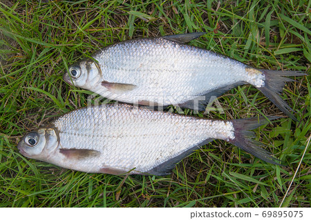 Two silver bream or white bream fish on green grass. Two silver bream or white bream fish on green grass. 69895075