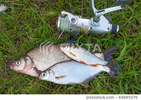 Several common bream fish, roach fish and silver bream or white bream fish on green grass. Catching freshwater fish and fishing rod with reel. Several common bream fish, roach fish and silver bream or white bream fish on green grass. Catching freshwater fish and fishing rod with reel. 69895076
