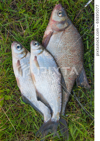 Several common bream fish and silver bream or white bream fish on green grass. Several common bream fish and silver bream or white bream fish on green grass. 69895077