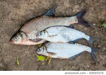 Several common bream fish and silver bream or white bream fish on the natural background. Several common bream fish and silver bream or white bream fish on the natural background. 69895078