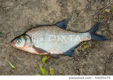 Common bream fish fish on the natural background. Common bream fish fish on the natural background. 69895079