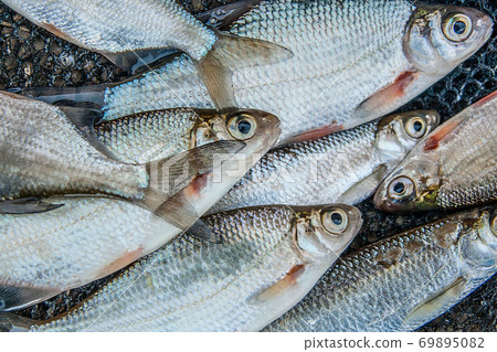 Pile of freshwater common bream fish and silver bream or white bream fish on fishing net as background. Pile of freshwater common bream fish and silver bream or white bream fish on fishing net as background. 69895082