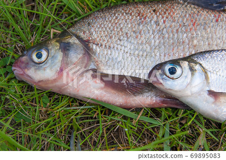 Close up view of common bream fish and silver bream or white bream fish on green grass. Close up view of common bream fish and silver bream or white bream fish on green grass. 69895083