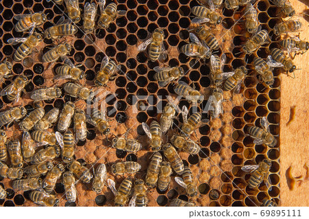 Busy bees inside hive with sealed cells for their young. Busy bees inside hive with sealed cells for their young. 69895111