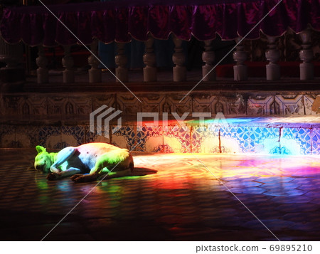 在菲律賓的一座教堂中,一隻狗沐浴在彩色玻璃的七種顏色的光中 在菲律賓的一座教堂中,一隻狗沐浴在彩色玻璃的七種顏色的光中 69895210