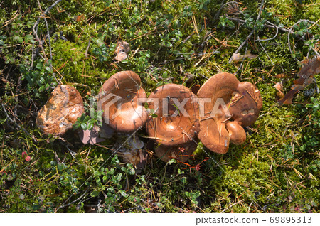 Group of mushrooms Suillus bovinus. Group of mushrooms Suillus bovinus. 69895313