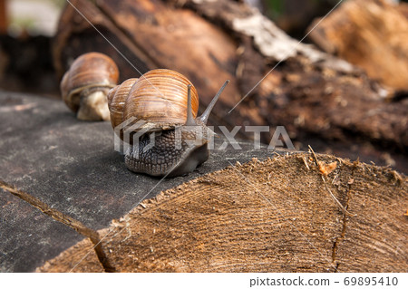 Close up view of Burgundy snail (Helix, Roman snail, edible snail, escargot) crawling on the trunk of old pine tree. . 69895410