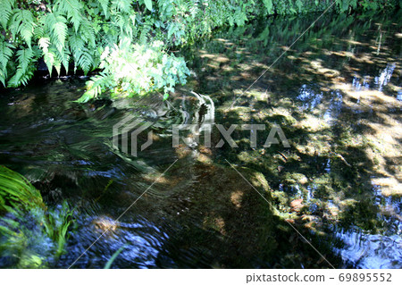 Spring water spot in Minamiaso Pond river water source Spring water spot in Minamiaso Pond river water source 69895552