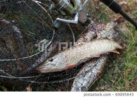 Close up view of freshwater pike fish lies on landing net with fishery catch in it and fishing rod with reel.. 69895643