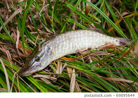 Close up view of big freshwater pike lies on dry and green reed.. Close up view of big freshwater pike lies on dry and green reed.. 69895644