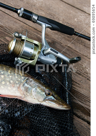 Freshwater pike and fishing equipment lies on black fishing net.. Freshwater pike and fishing equipment lies on black fishing net.. 69895654
