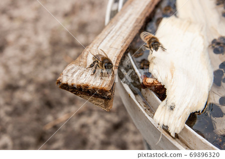 Bees drinking water in the summer.. 69896320