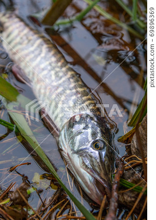 Catch and release. Close up view of small freshwater pike in the water.. Catch and release. Close up view of small freshwater pike in the water.. 69896369
