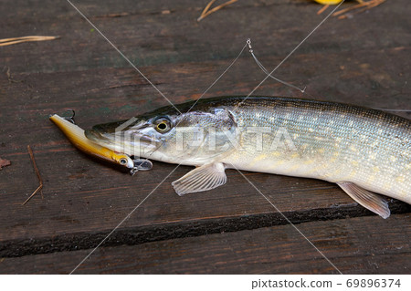 Freshwater pike fish on vintage wooden background. 69896374