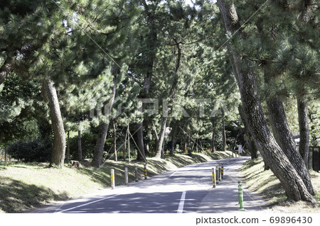 Tokaido Goyu pine trees 69896430