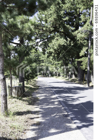 Tokaido Goyu pine trees 69896431