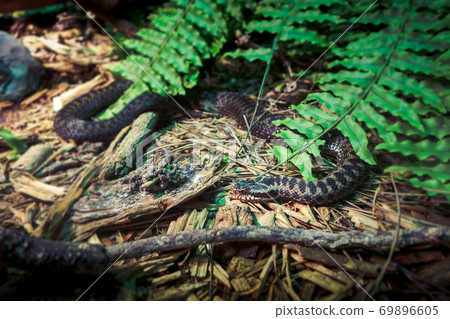 Asp viper in forest Asp viper in forest 69896605