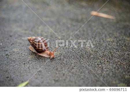 雨下地面，耳蝸的驅蚊速度較慢 69896711