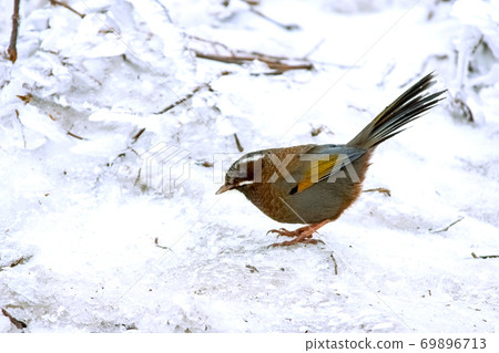 A cute bird was found in the snow looking for food 69896713