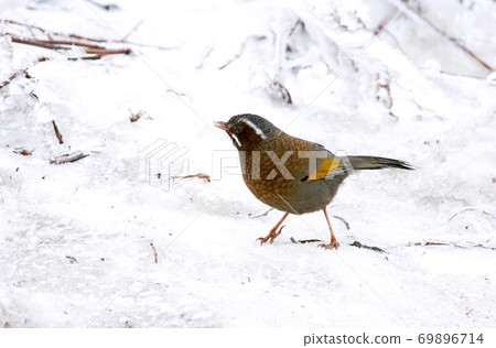 Cute birds found in nature and snow 69896714