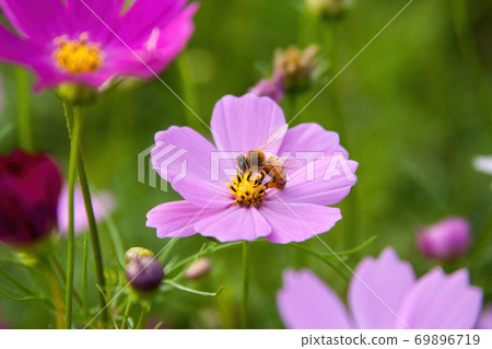 Closeup of cute bee collecting nectar seriously on flower 69896719