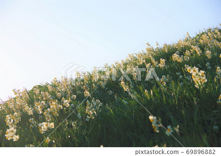 Nada Kuroiwa Narcissus Town, Awaji Island, Hyogo Prefecture 69896882