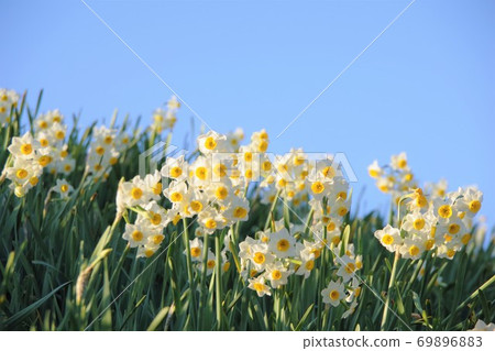 Nada Kuroiwa Narcissus Town, Awaji Island, Hyogo Prefecture 69896883