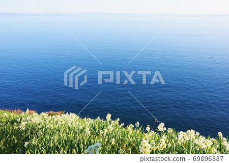 Nada Kuroiwa Narcissus Town, Awaji Island, Hyogo Prefecture Nada Kuroiwa Narcissus Town, Awaji Island, Hyogo Prefecture 69896887