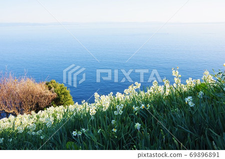 兵庫縣淡路島Nada Kuroiwa水仙鎮 69896891