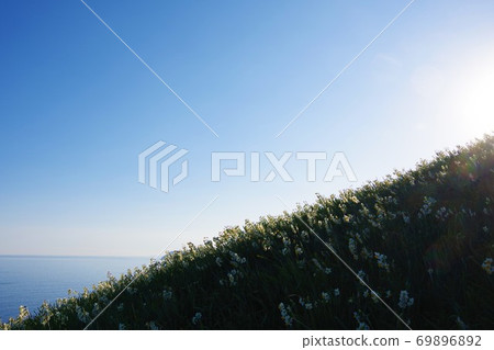 兵庫縣淡路島Nada Kuroiwa水仙鎮 69896892