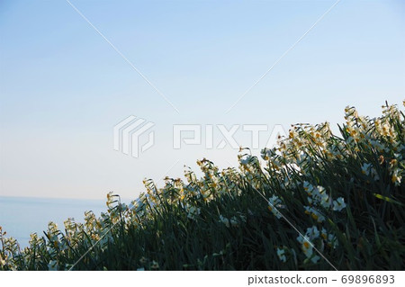 兵庫縣淡路島Nada Kuroiwa水仙鎮 69896893