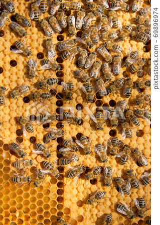 Busy bees inside hive with sealed cells for their young. 69896974