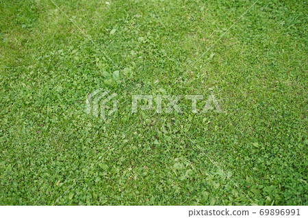 The field of young green grass 69896991